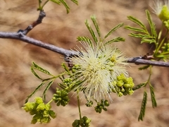Albizia brevifolia