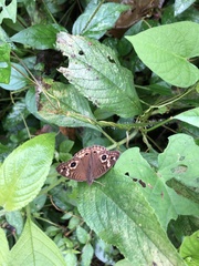 Junonia genoveva