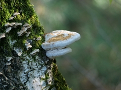 Trametes trogii