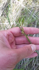 Sisyrinchieae