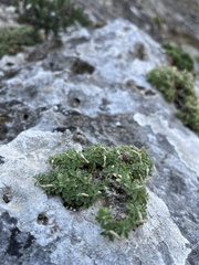 Campanula asperuloides