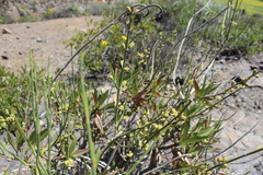 Ephedra chilensis
