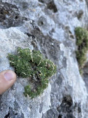 Campanula asperuloides