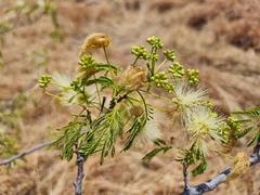 Albizia brevifolia