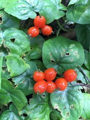 Geophila repens