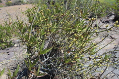 Ephedra chilensis