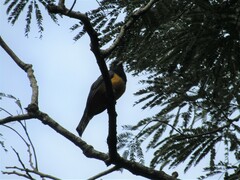 Trogon caligatus