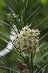 Asclepias linaria
