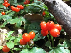 Geophila repens