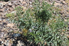 Solanum crispum