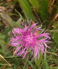 Centaurea nervosa