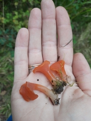Guepinia helvelloides