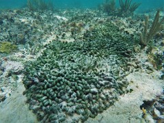 Dasycladus vermicularis