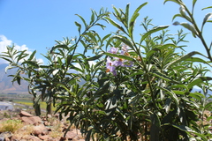 Solanum crispum
