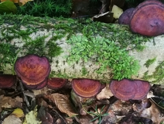 Daedaleopsis tricolor