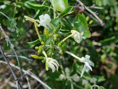 Jasminum