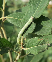 Biston betularia