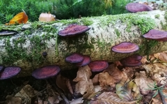 Daedaleopsis tricolor