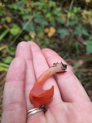 Guepinia helvelloides