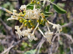 Jasminum