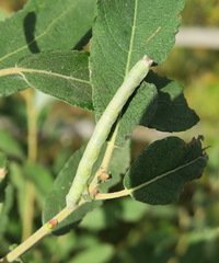 Biston betularia