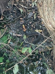Nerodia erythrogaster