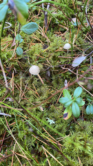 Cortinarius semisanguineus