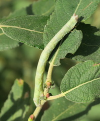 Biston betularia