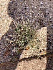 Bouteloua barbata barbata