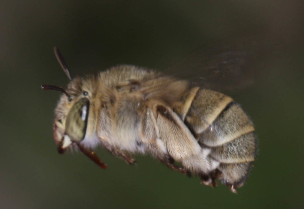 Amegilla antimena