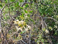 Jasminum