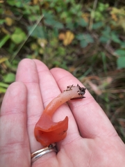 Guepinia helvelloides