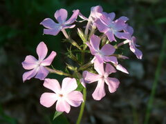 Phlox pilosa