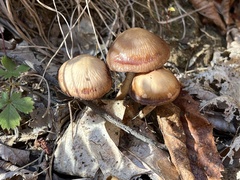 Psathyrella piluliformis