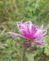 Centaurea nervosa