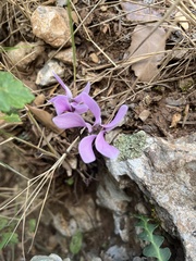 Cyclamen graecum graecum