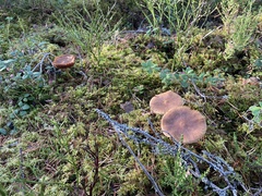 Cortinarius semisanguineus