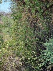 Jasminum