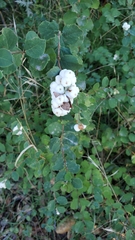 Symphoricarpos mollis
