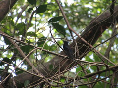 Campylopterus hemileucurus