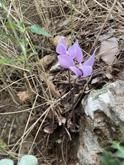 Cyclamen graecum graecum