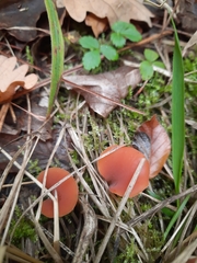 Guepinia helvelloides