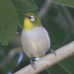 Zosterops maderaspatanus