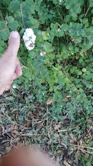 Symphoricarpos mollis