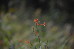 Anisacanthus quadrifidus