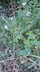 Symphoricarpos mollis