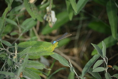 Argia apicalis