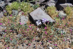 Leucocoryne ixioides