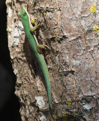 Phelsuma lineata