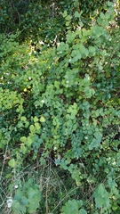 Symphoricarpos mollis